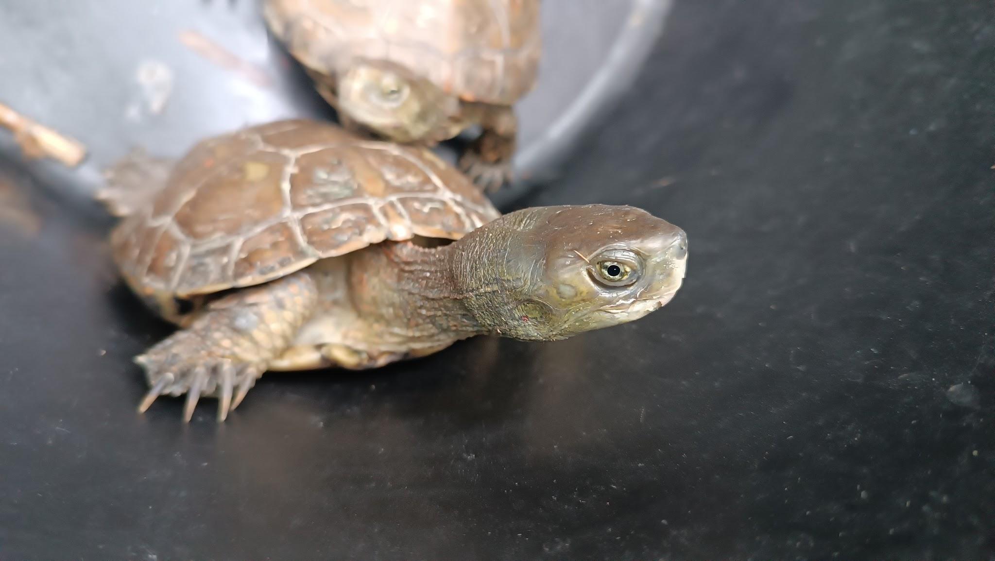 Leonardo, el ejemplar capturado en 2017 y diferentes imágenes del las actividades del voluntariado Torrent Verd durante el proyecto Emys (Fotos: Natura y Cultura y Asociación de Vecinos).